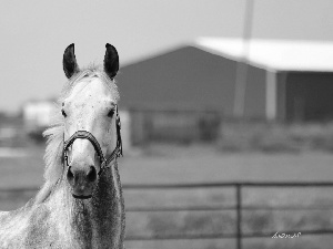 paddock, gray, Horse