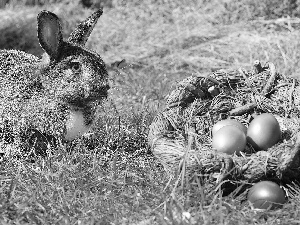 Rabbit, basket, Painted eggs, grass