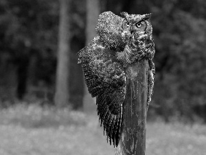 pal, eagle-owl, wooden