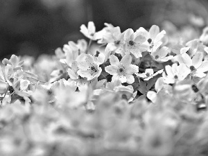 pale pink, Anemones