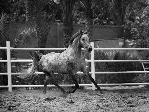 Horse, fence, Palm, Arabic