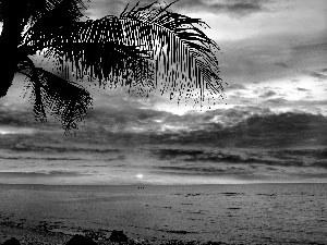 Great Sunsets, sea, Palm
