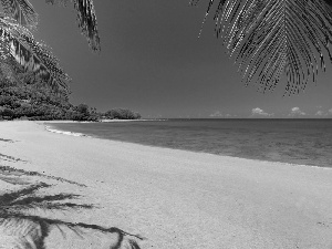 Beaches, Leaf, Palms, Sand