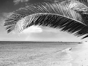 Beaches, leaf, Palms, sea