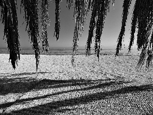 Beaches, branch pics, Palms, mat