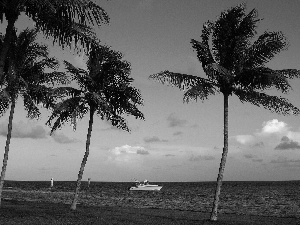 Motor boat, sea, Palms