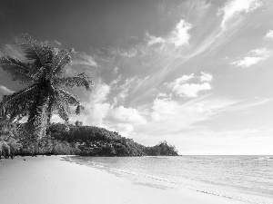 Palms, sea, coast