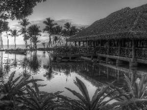 creek, VEGETATION, Palms, cottage