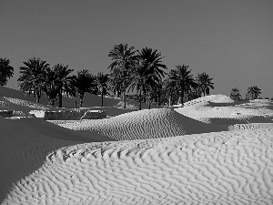 Desert, Palms