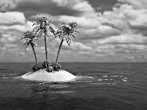 Palms, sea, Island