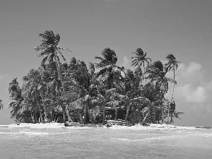 Palms, small, Islet