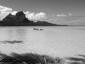 Palms, Coast, Mountains