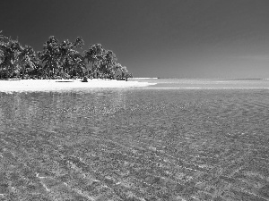 Ocean, Palms