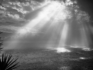 rays, sea, Palms, sun