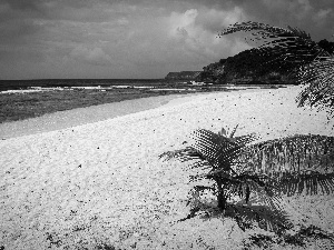 Palms, Beaches, sea