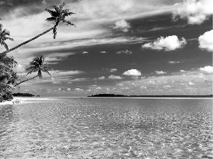 sea, Palms, Cook Islands, Beaches, New Zeland