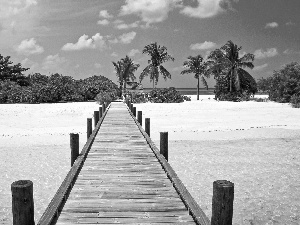 sea, Beaches, Palms, pier