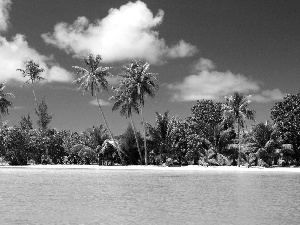 Palms, Beaches, sea