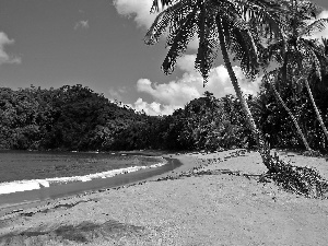 sea, jungle, Palms, Beaches