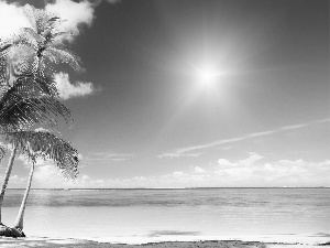 Sky, azure, Palms, sea