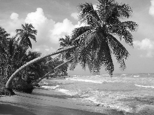 Ocean, Aloha State Hawaje, Palms