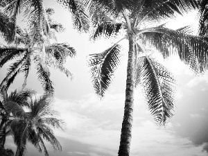 Palms, west, sun