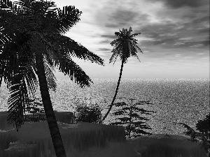 Palms, tropic, sun, Ocean, west