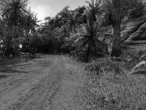 Palms, Sandy, Way