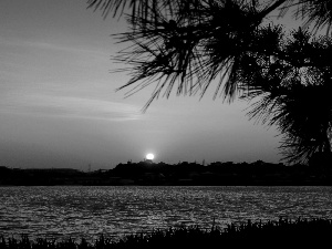 west, River, Palms, sun