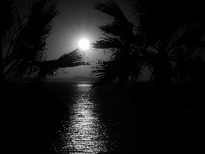 west, sea, Palms, sun