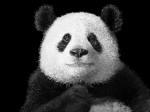 Panda, rapprochement