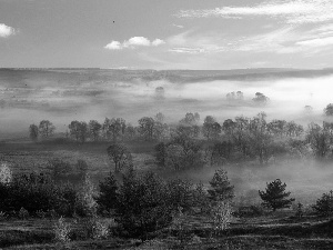 viewes, field, panorama, autumn, Fog, trees