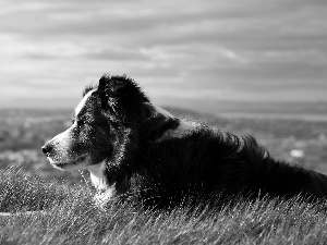 panorama, Border Collie, pastoral, Meadow, dog