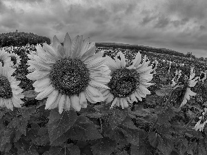 Field, clouds, panorama, sunflowers