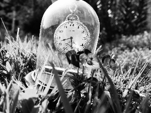 pansies, Garden, Clock