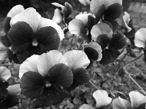 pansies, white, Modrakowe