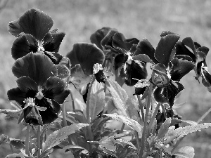 purple, pansies