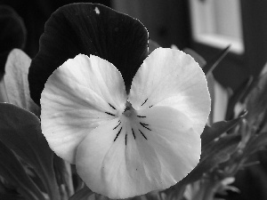 trichromatic, Colourfull Flowers, pansy