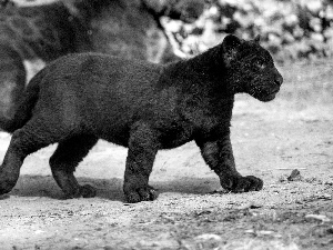 Panther, small, black