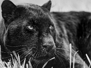 black, Panther