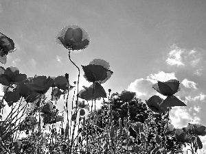 blue, Red, papavers, Sky