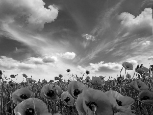 blue, Red, papavers, Sky