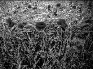 papavers, Ears, cereals