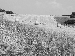 papavers, cornflowers, Meadow, corn, Field