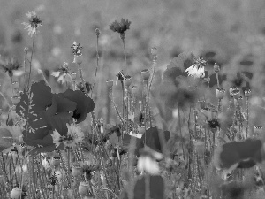 cornflowers, papavers