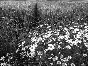 papavers, Meadow, daisies