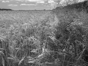 Field, grass, papavers, corn