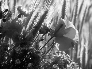 Meadow, cornflowers, papavers, Flowers