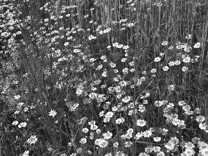 Meadow, cornflowers, papavers, Flowers