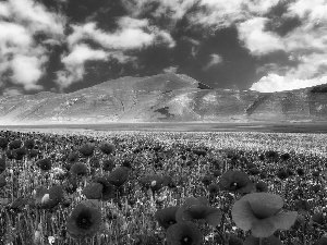 papavers, Mountains, Meadow